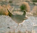 [Lesser Prairie Chicken]