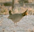 [Lesser Prairie Chicken]