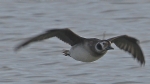 [Long-tailed Duck]