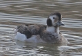 [Long-tailed Duck]
