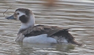[Long-tailed Duck]