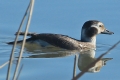 [Long-tailed Duck]