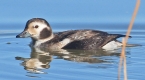[Long-tailed Duck]