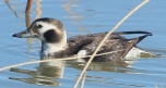 [Long-tailed Duck]
