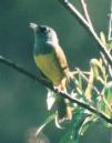 [MacGillivray's Warbler]