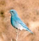 [Mountain Bluebird]