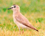 [Mountain Plover]