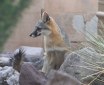 [Northern Gray Fox]