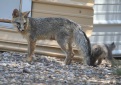 [Gray Fox]