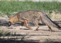[Gray Fox]