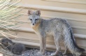 [Gray Fox]