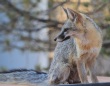 [Gray Fox]
