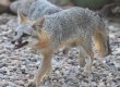 [Northern Gray Fox]