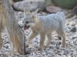 [Northern Gray Fox]