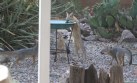 [Northern Gray Fox]