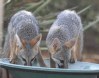 [Northern Gray Fox]