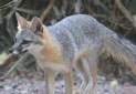 [Northern Gray Fox]