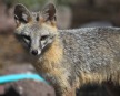 [Gray Fox]
