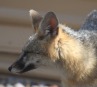[Gray Fox]