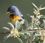 [Northern Parula]