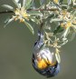 [Northern Parula]