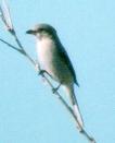 [Northern Shrike]