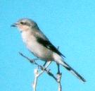 [Northern Shrike]