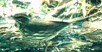 [Northern Waterthrush]