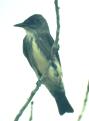 [Olive-sided Flycatcher]