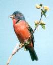 [Painted Bunting]