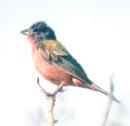 [Painted Bunting]