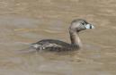 [Pied-billed Grebe]