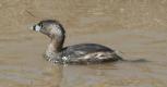 [Pied-billed Grebe]