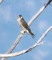 [Peregrine Falcon]
