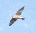 [Peregrine Falcon]