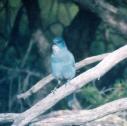 [Pinon Jay]
