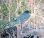 [Pinon Jay]