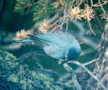 [Pinon Jay]