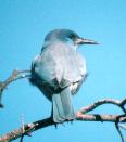 [Pinon Jay]