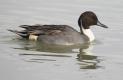 [Pintail]