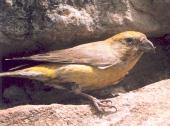 [Red Crossbill]