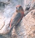 [Red Crossbill]
