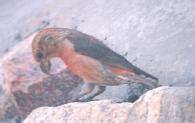 [Red Crossbill]