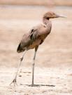 [Reddish Egret]