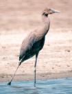 [Reddish Egret]
