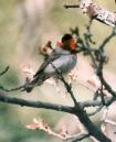 [Red-faced Warbler]