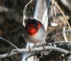 [Red-faced Warbler]