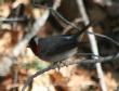 [Red-faced Warbler]