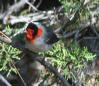 [Red-faced Warbler]
