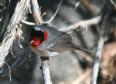 [Red-faced Warbler]